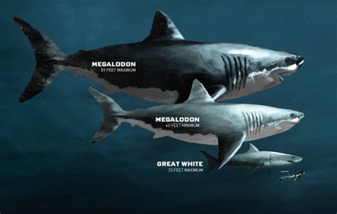 richard miller megalodon photos|THE MEGALODON: WORLD'S BIGGEST PREDATOR .